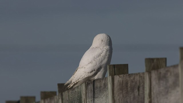 Snowy Owl - ML441898271