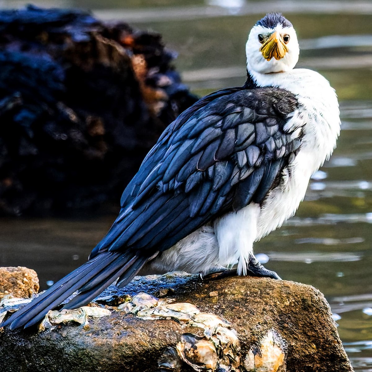 Little Pied Cormorant - ML441898461