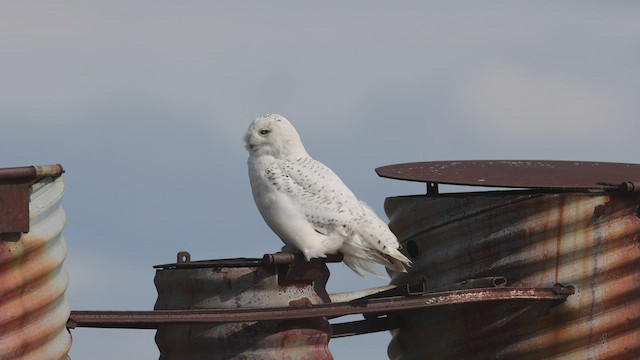 Snowy Owl - ML441898631