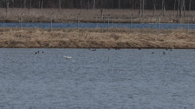 Snowy Owl - ML441898911