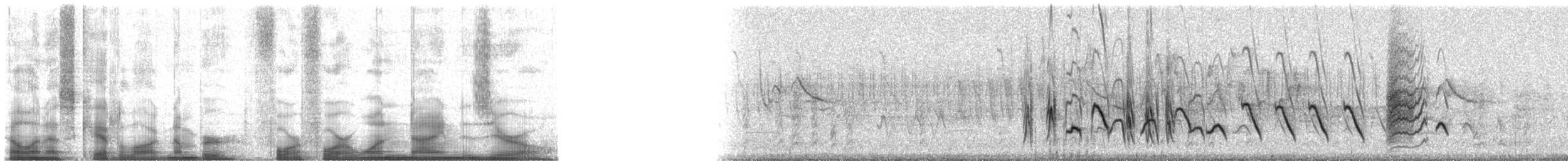 Bullock's Oriole - ML44190