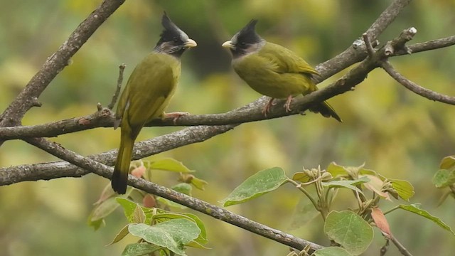 Crested Finchbill - ML441900351