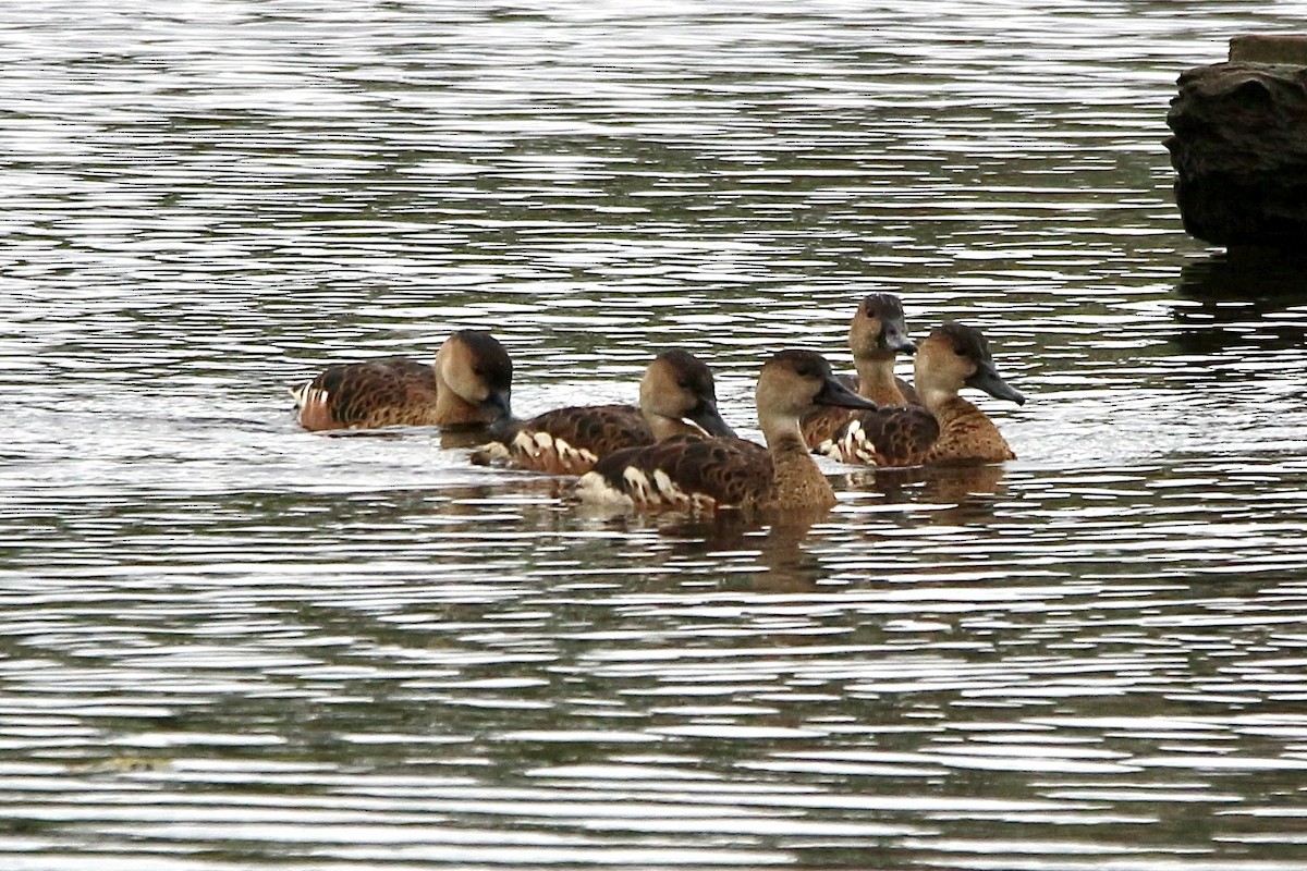 Wandering Whistling-Duck - ML441900831