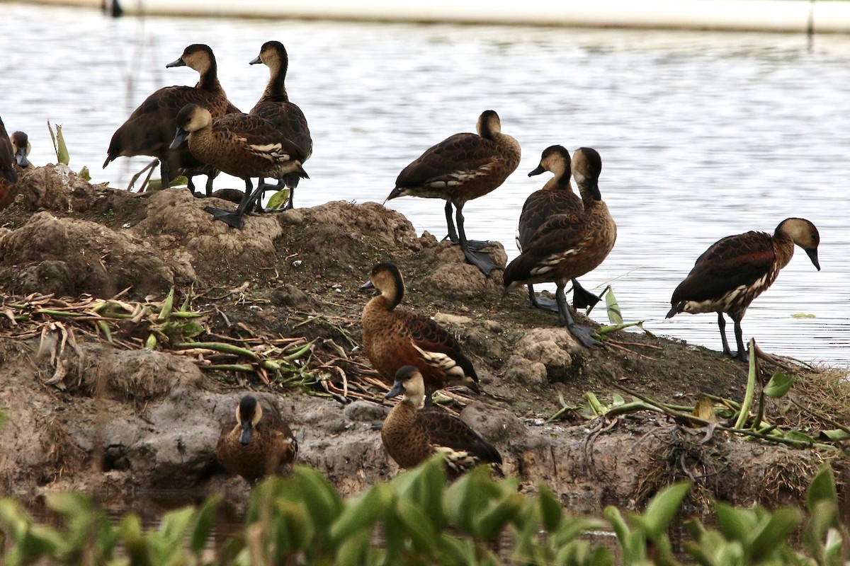 Wandering Whistling-Duck - ML441900891