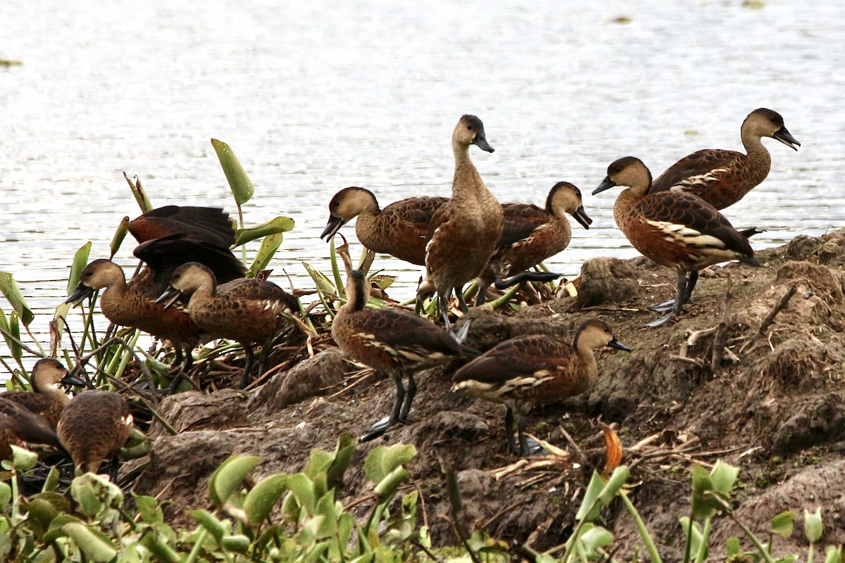 Wandering Whistling-Duck - ML441900901