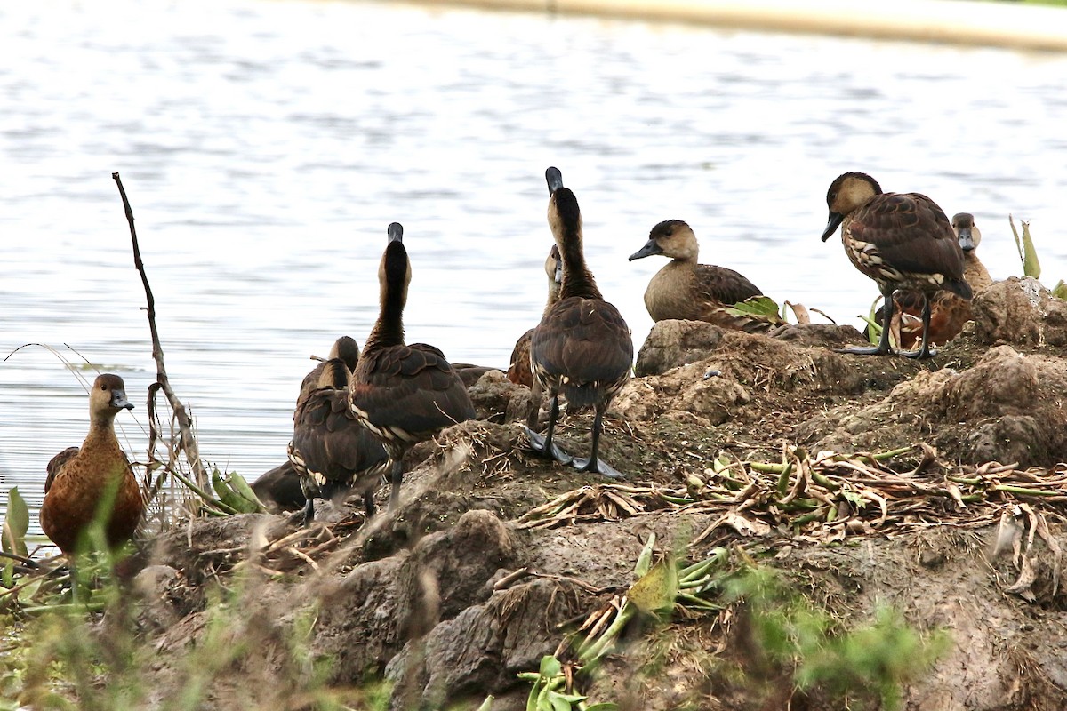 Wandering Whistling-Duck - ML441900911