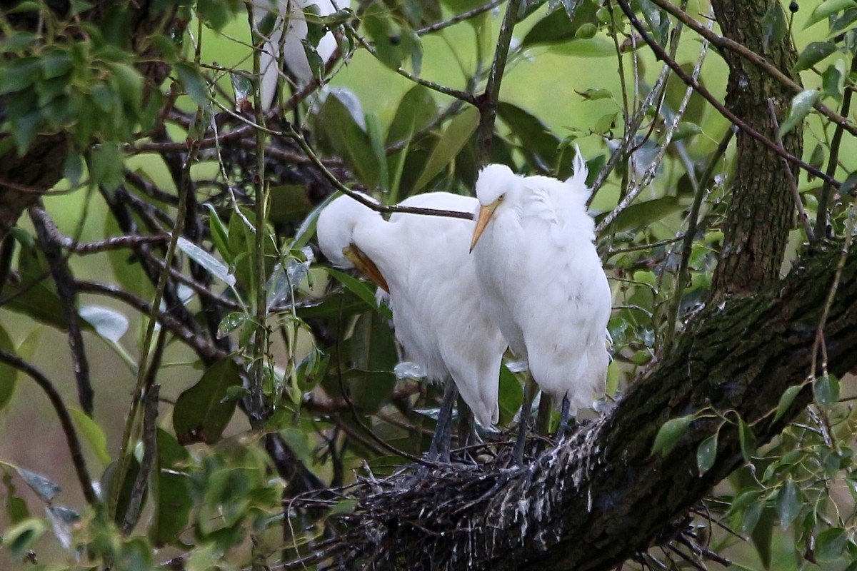 Plumed Egret - Pauline and Ray Priest