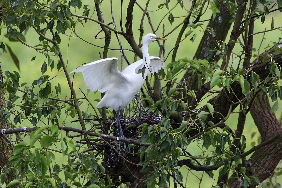 Plumed Egret - Pauline and Ray Priest