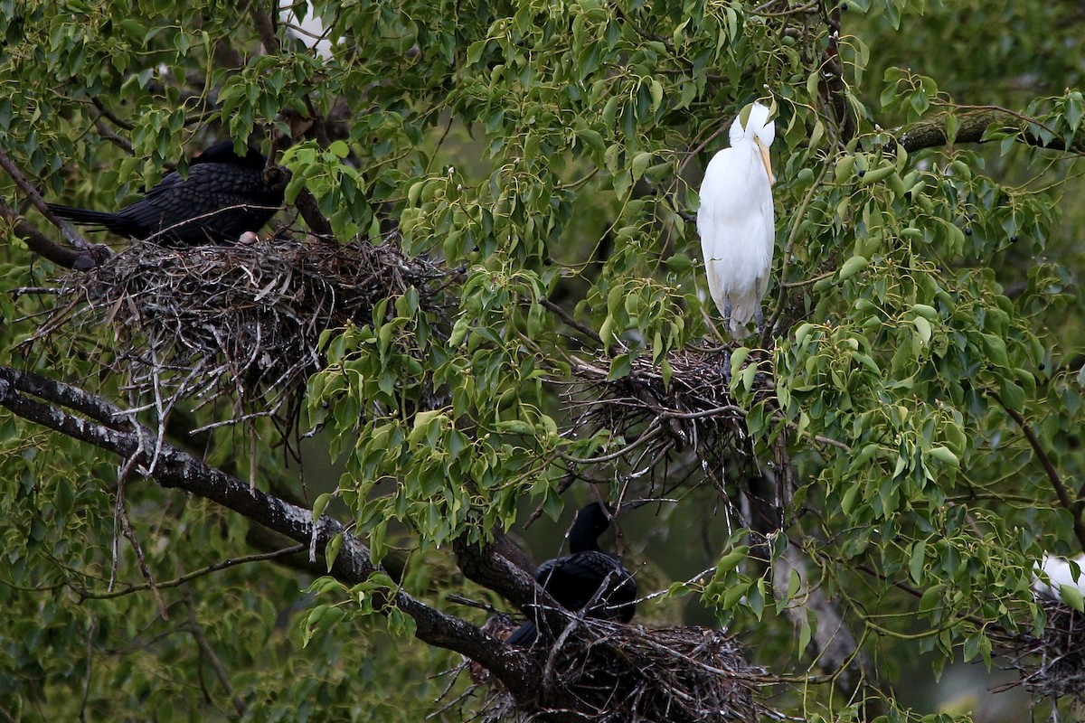 Plumed Egret - Pauline and Ray Priest