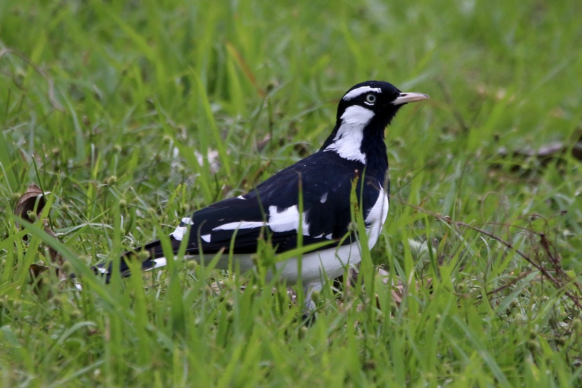 Magpie-lark - ML441901721