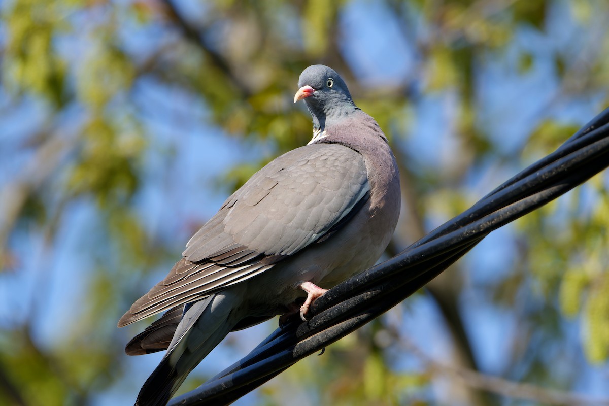 Common Wood-Pigeon - ML441901751