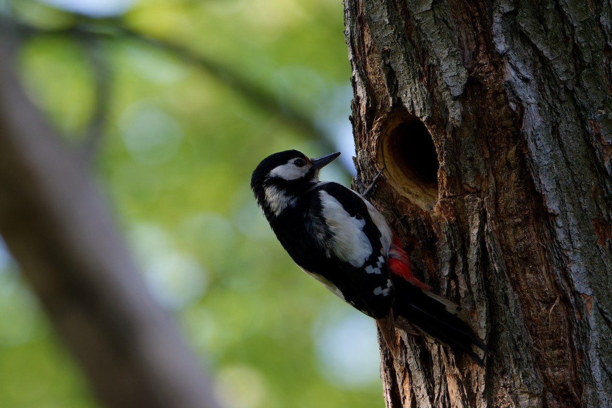 Great Spotted Woodpecker - ML441901841