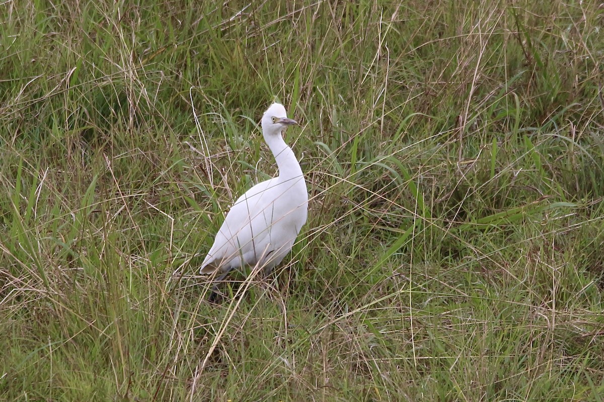 Plumed Egret - Pauline and Ray Priest