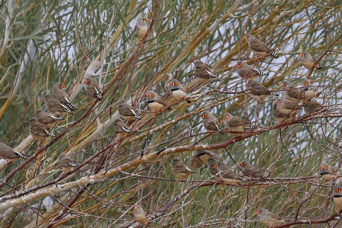 Zebra Finch - ML441902851