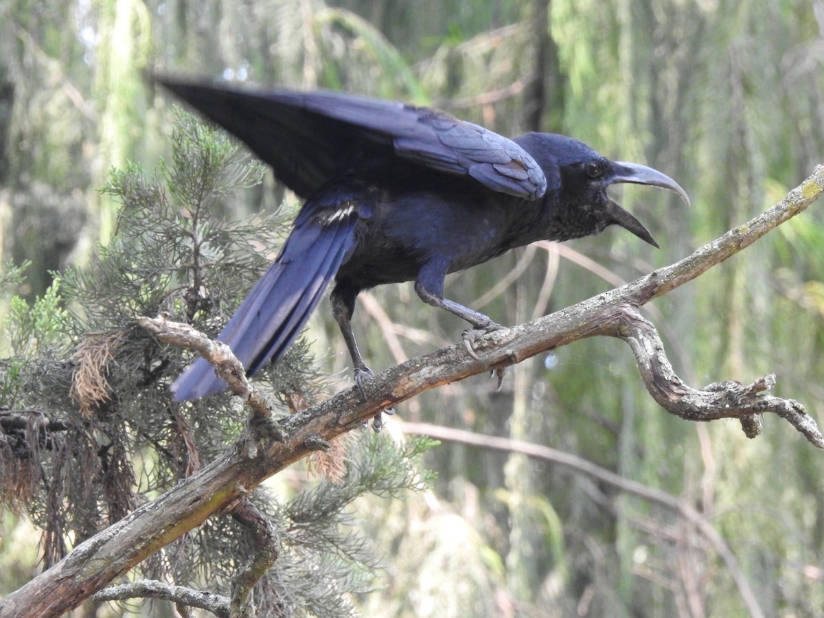 Large-billed Crow - Praveen Tangirala