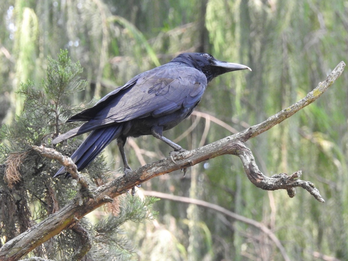 Large-billed Crow - Praveen Tangirala