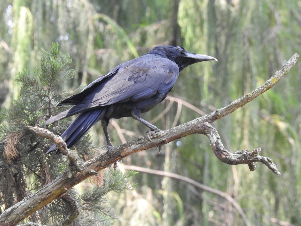 Large-billed Crow - ML441903431