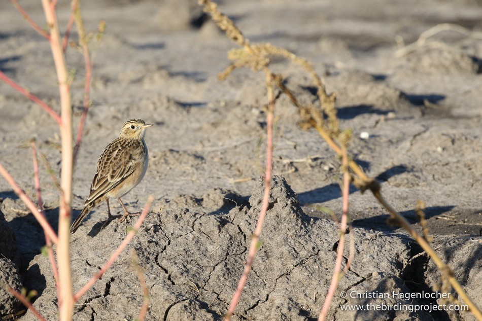 Sprague's Pipit - Anonymous