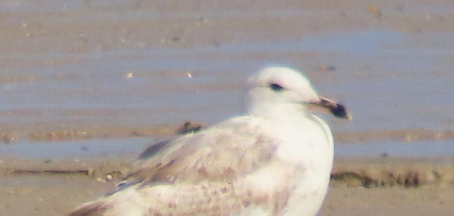 Caspian Gull - Alfonso Luengo