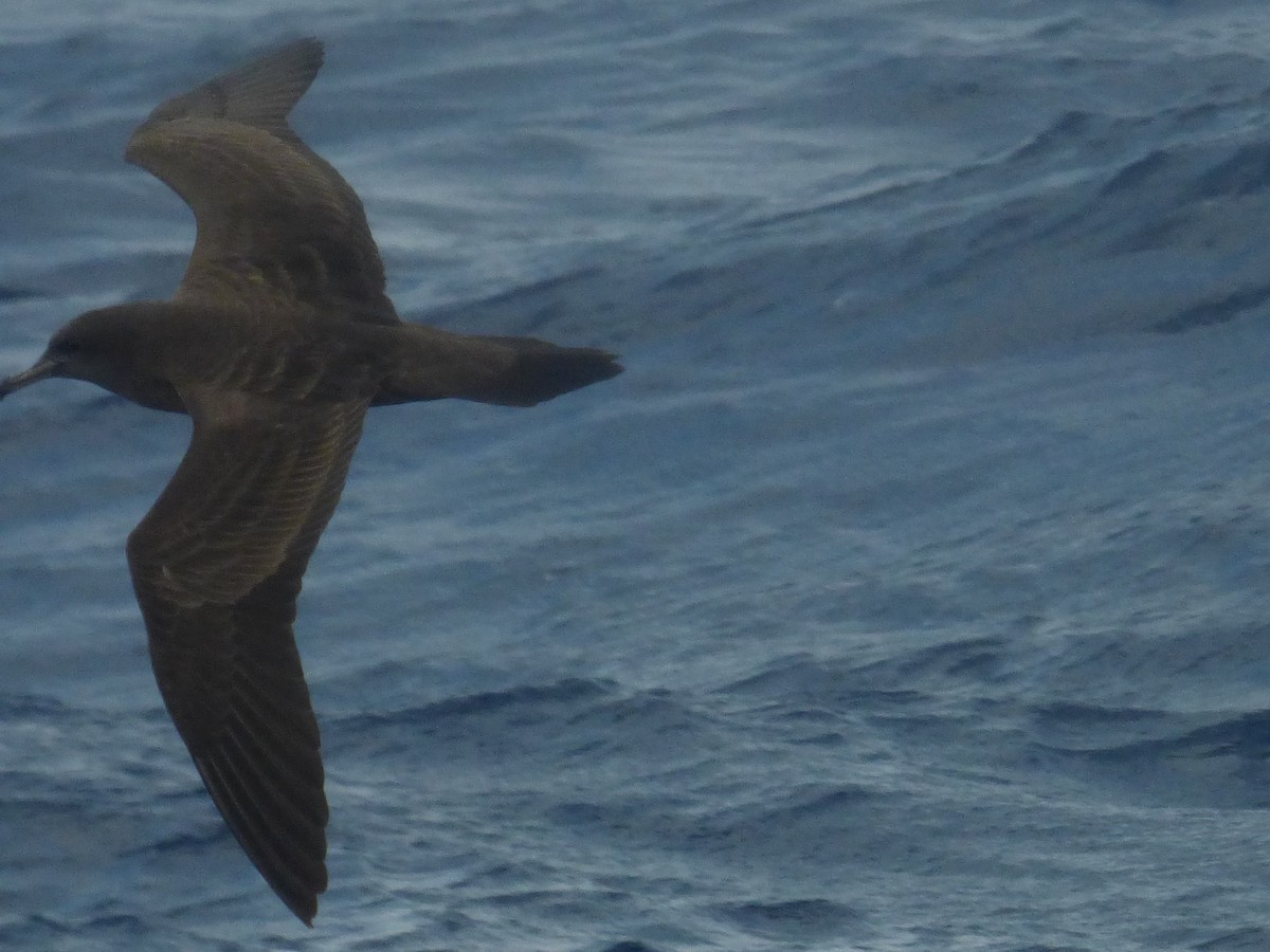 Wedge-tailed Shearwater - ML441906591