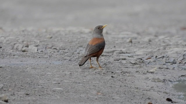 Chestnut Thrush - ML441909341