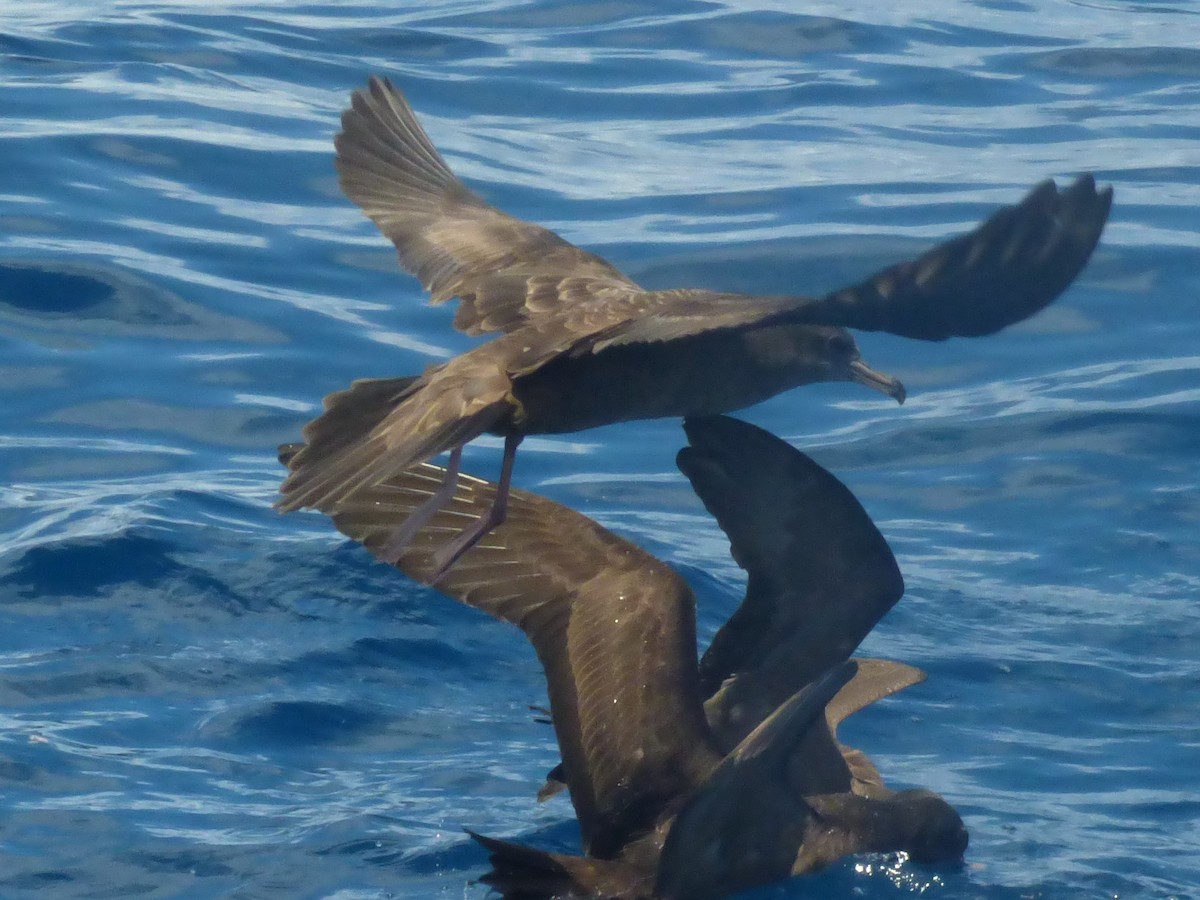 Wedge-tailed Shearwater - ML441909831