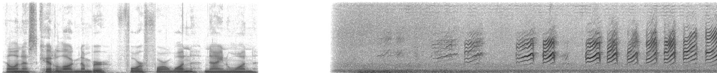 Yellow-billed Magpie - ML44191