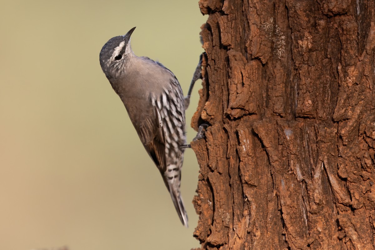 White-browed Treecreeper - ML441910021