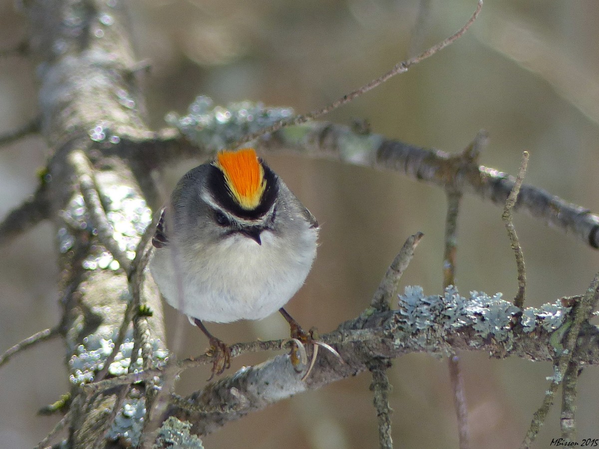 Golden-crowned Kinglet - Micheline Bisson