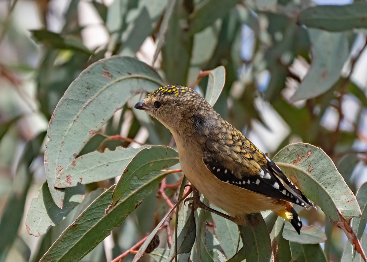 Pardalote Moteado - ML441911661