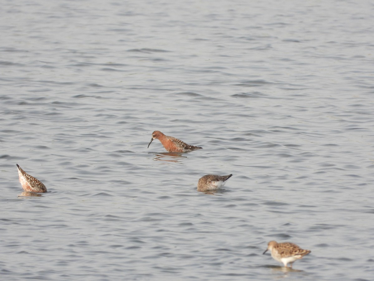 Curlew Sandpiper - Itay Berger