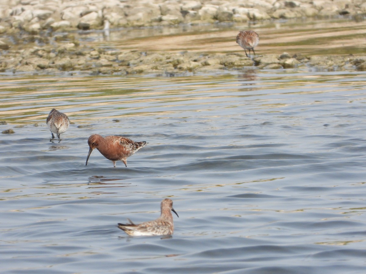 Curlew Sandpiper - Itay Berger