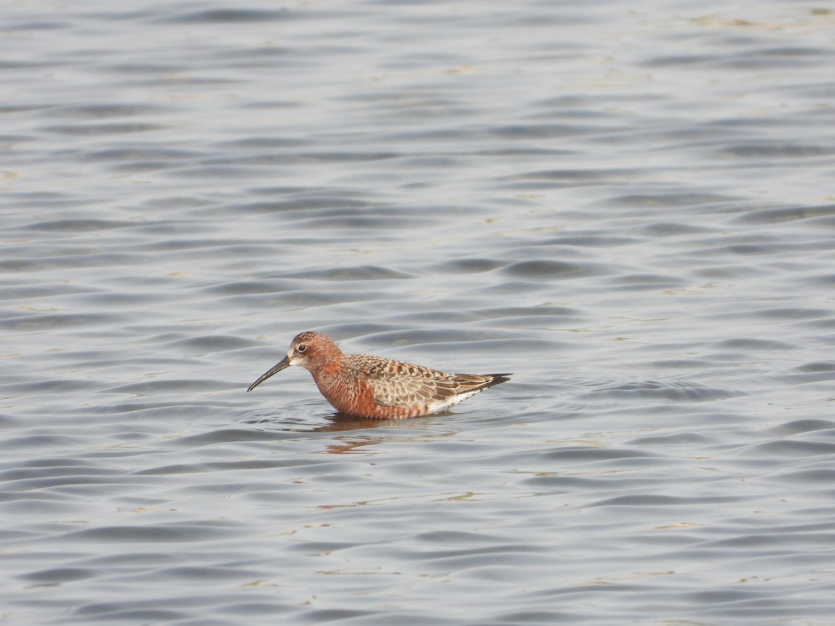 Curlew Sandpiper - Itay Berger