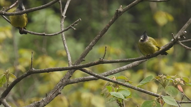 Crested Finchbill - ML441914411