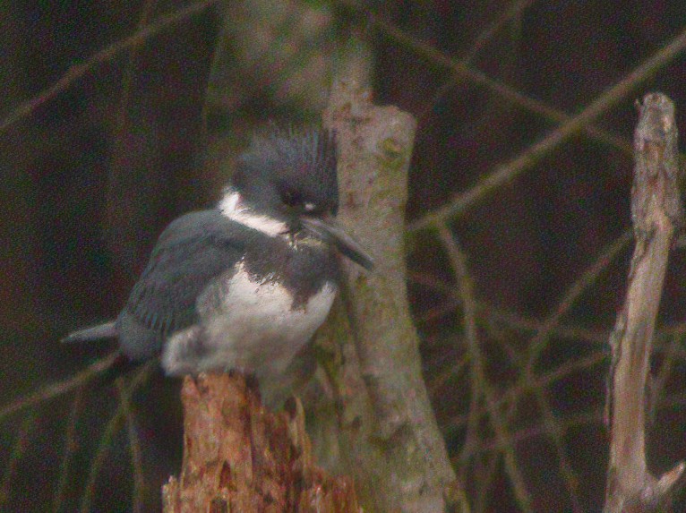 Belted Kingfisher - ML441915561