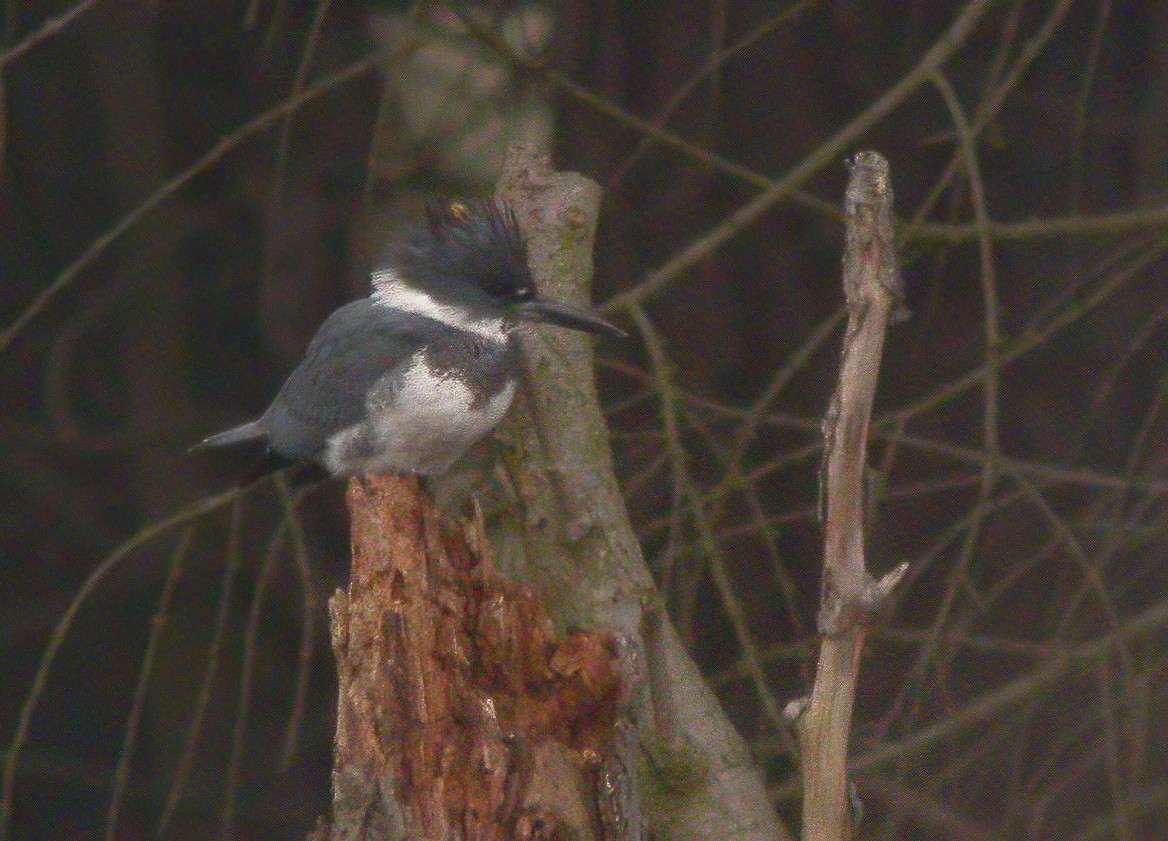 Belted Kingfisher - ML441915571
