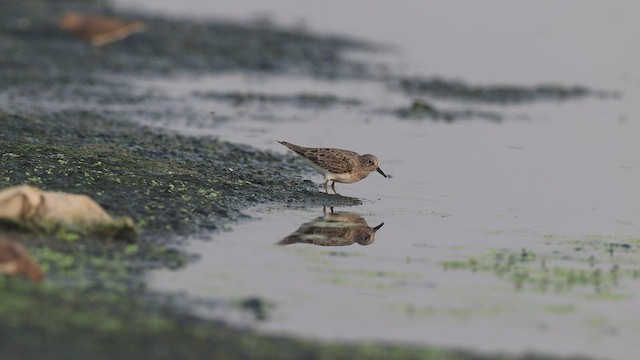 temmincksnipe - ML441915781