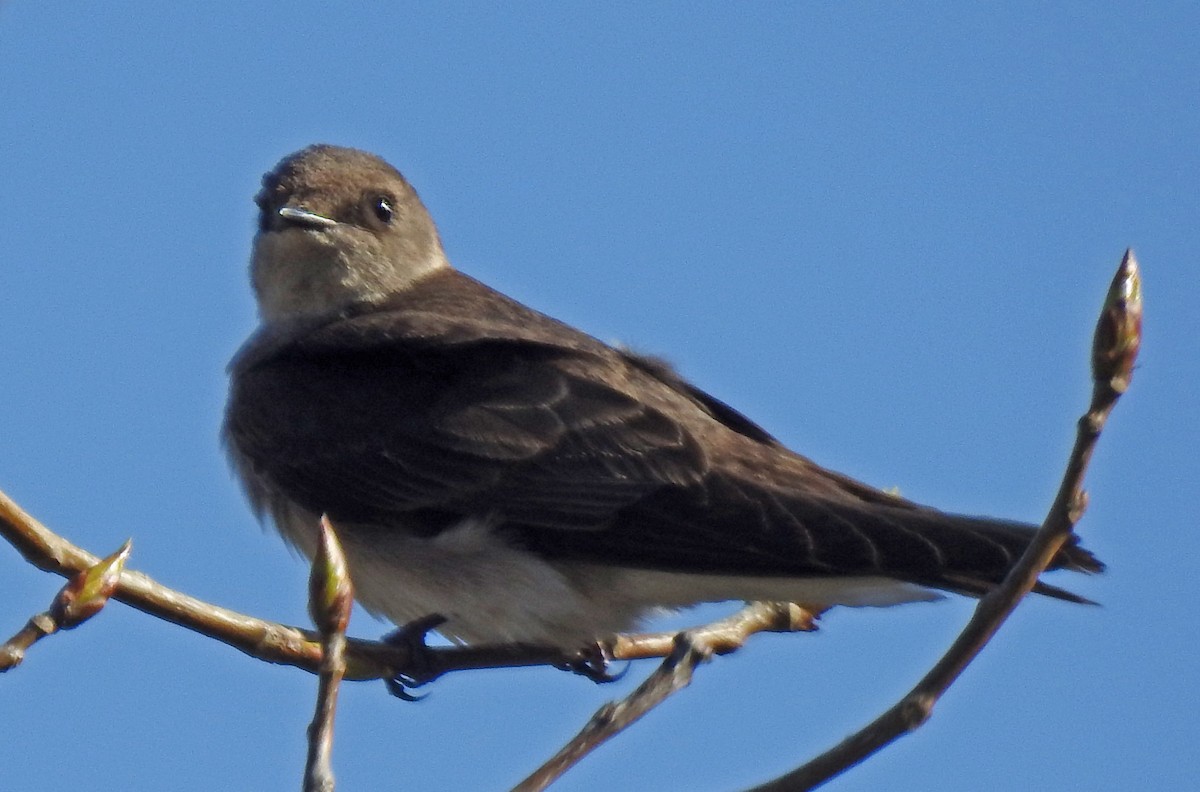 Northern Rough-winged Swallow - ML441917471