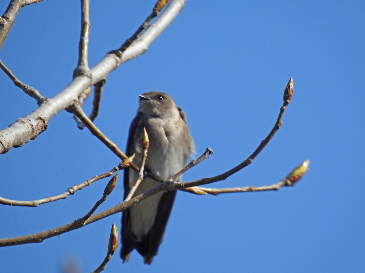 Northern Rough-winged Swallow - ML441917531