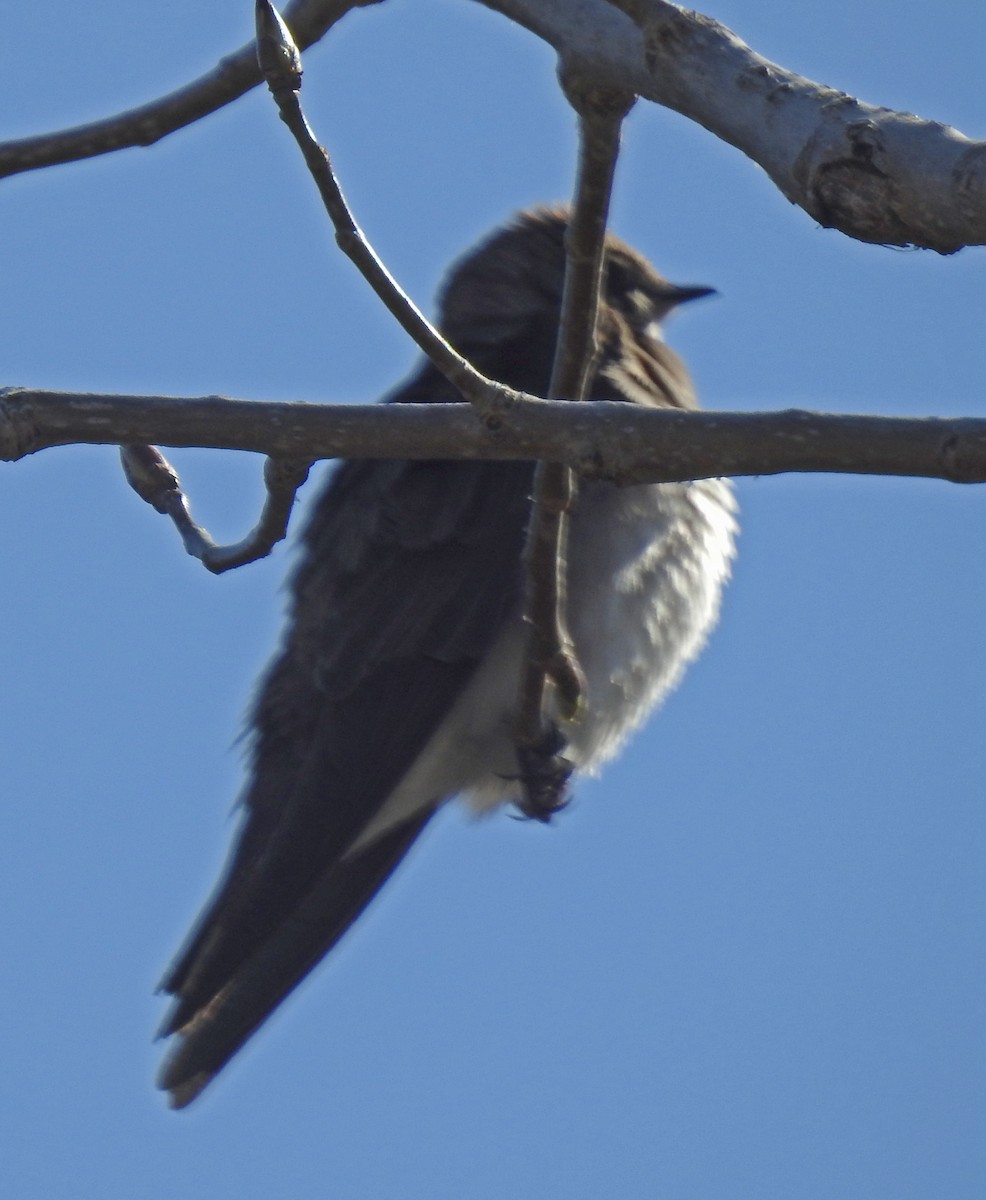 Northern Rough-winged Swallow - ML441917581