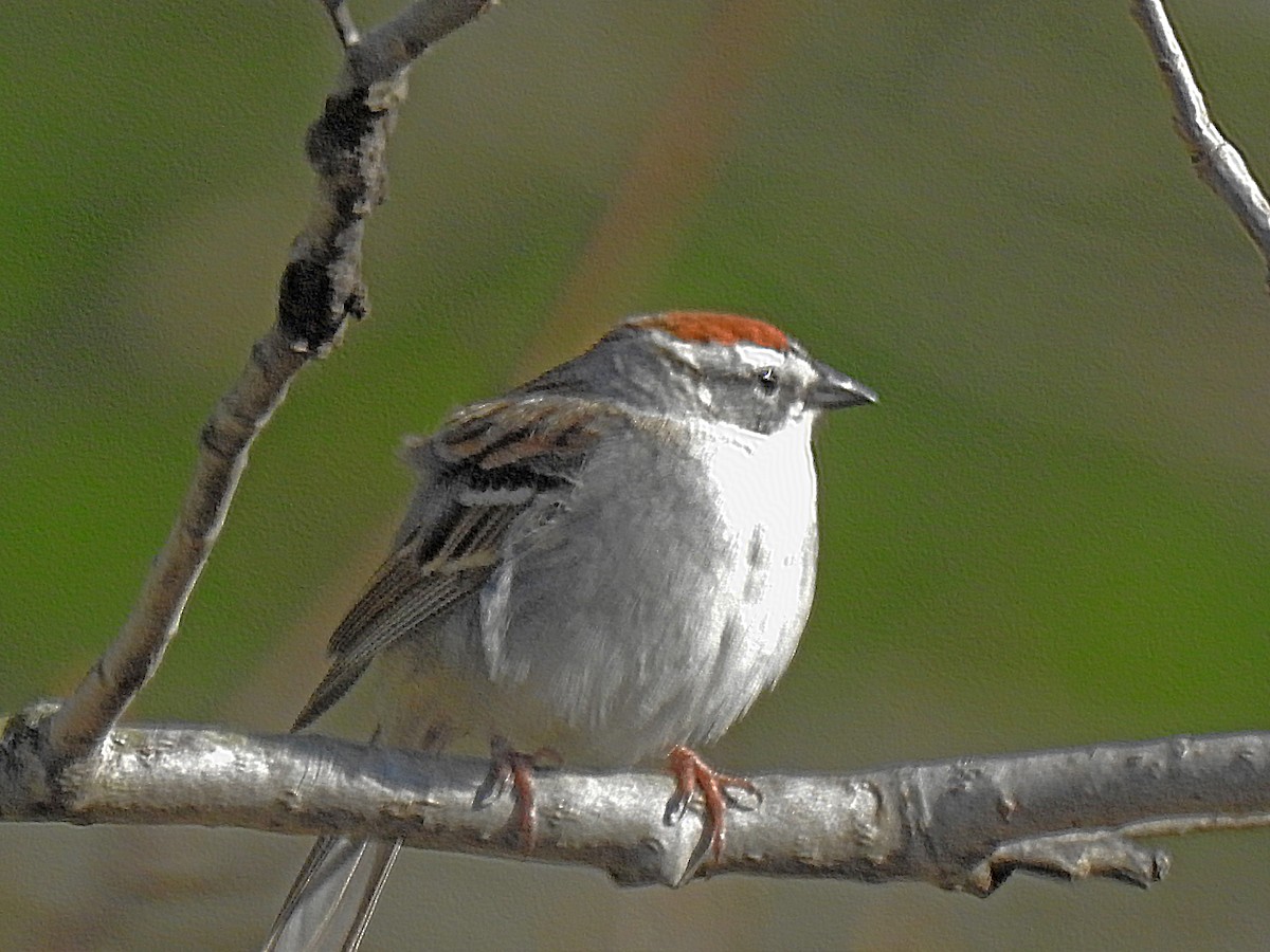 Chipping Sparrow - ML441917661