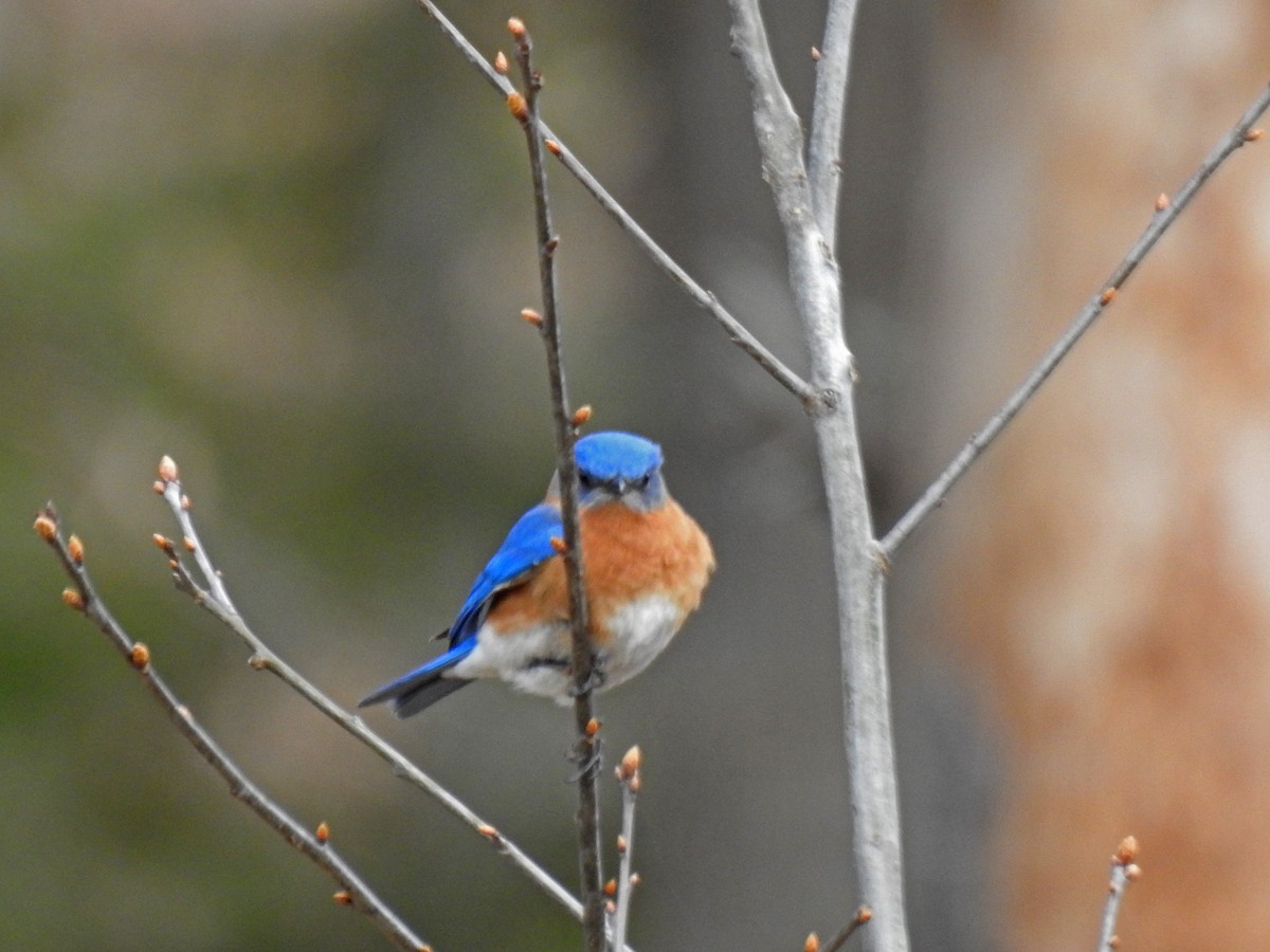 Eastern Bluebird - ML441917691