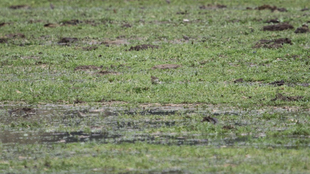 Meadow Pipit - ML441917881