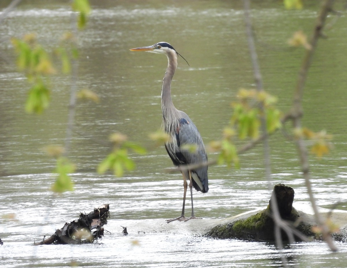 Great Blue Heron - ML441917991