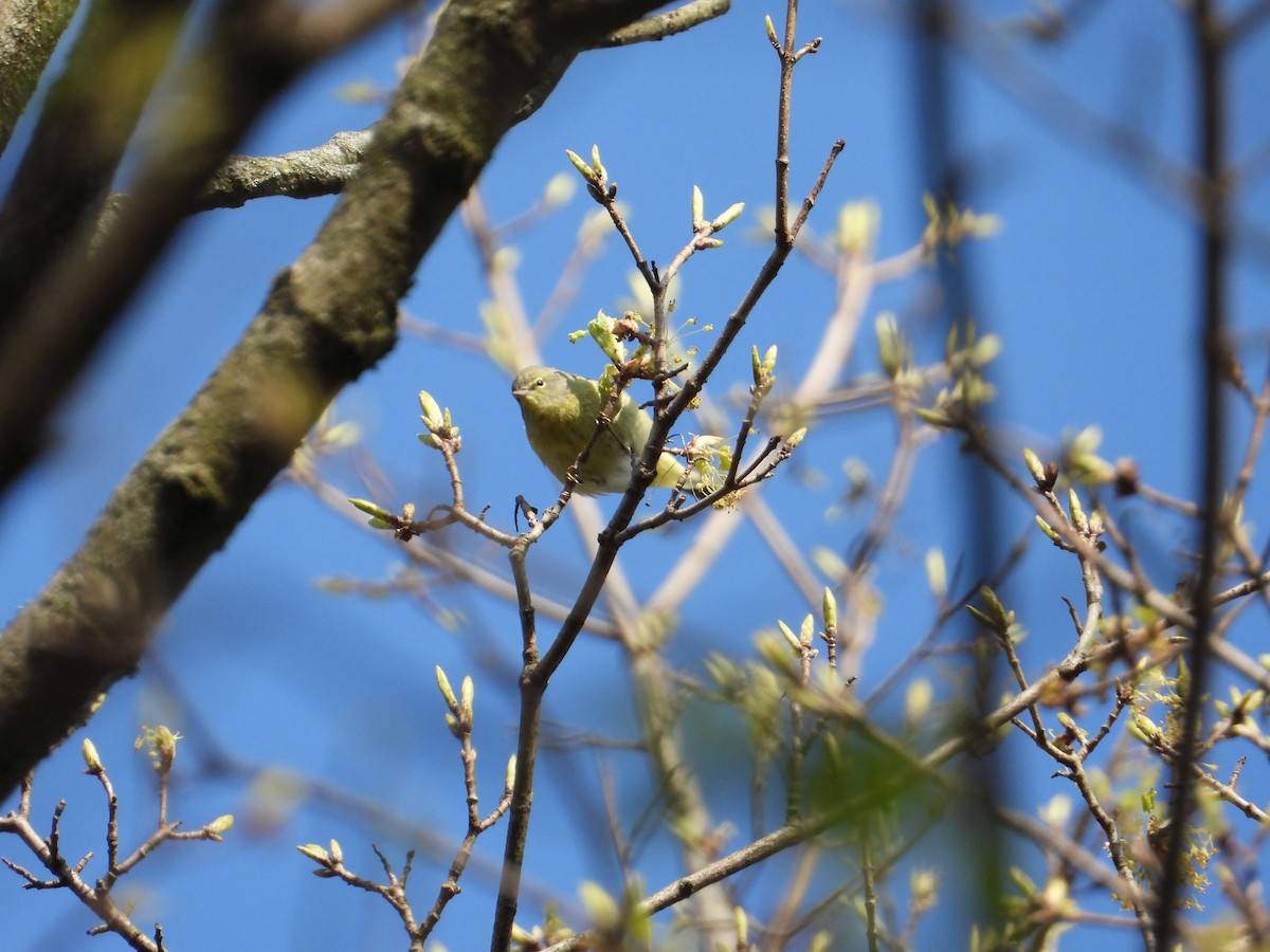 Orange-crowned Warbler - ML441918291