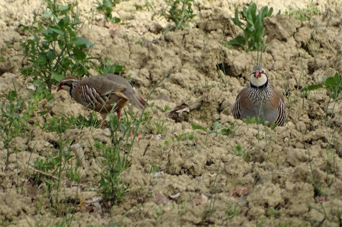 Red-legged Partridge - ML441918681