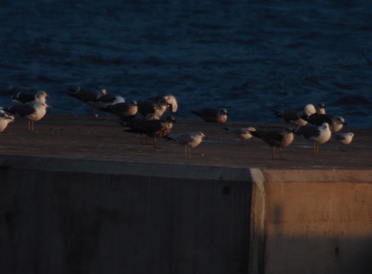 Ring-billed Gull - ML44191891