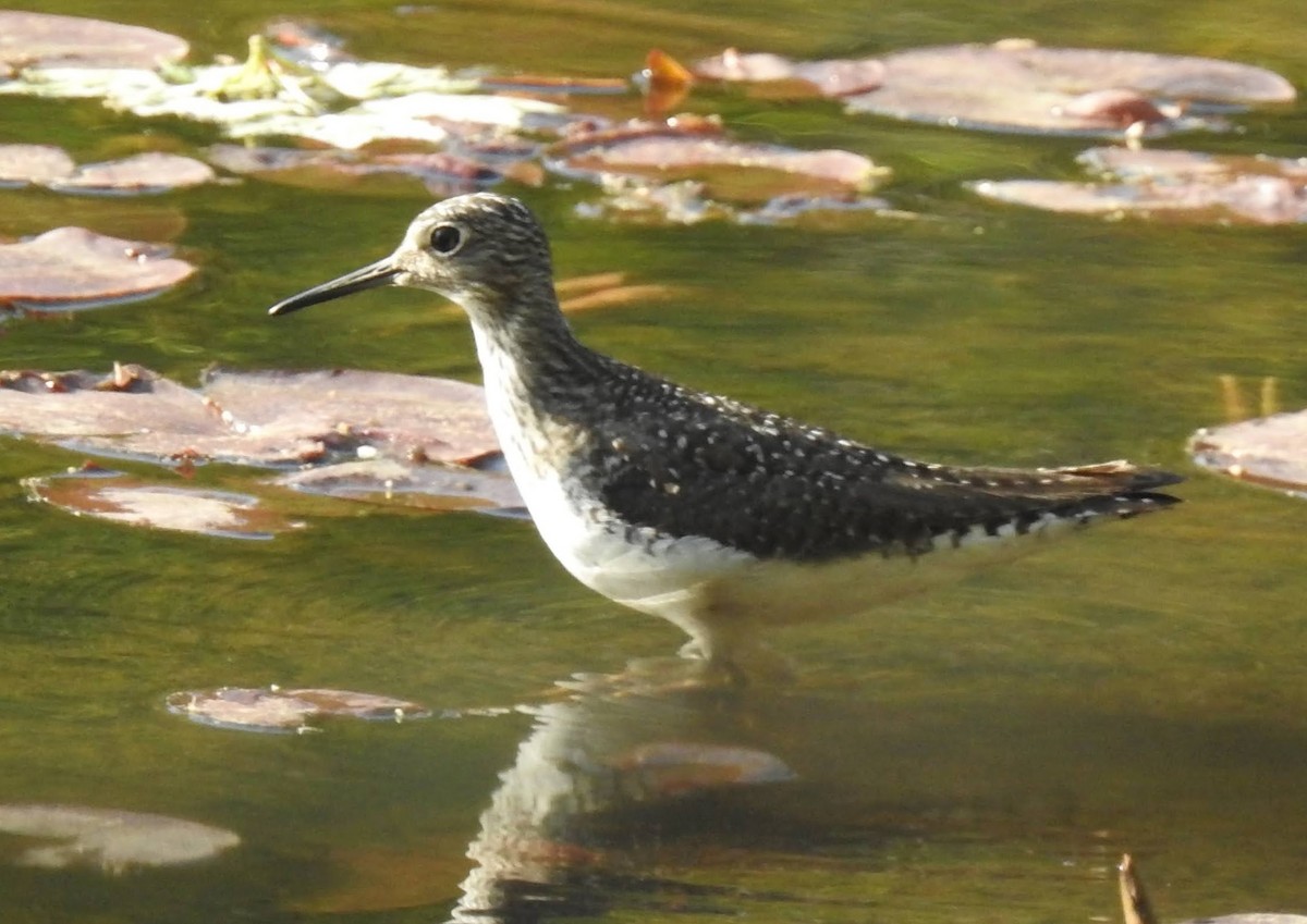 Solitary Sandpiper - Eric R