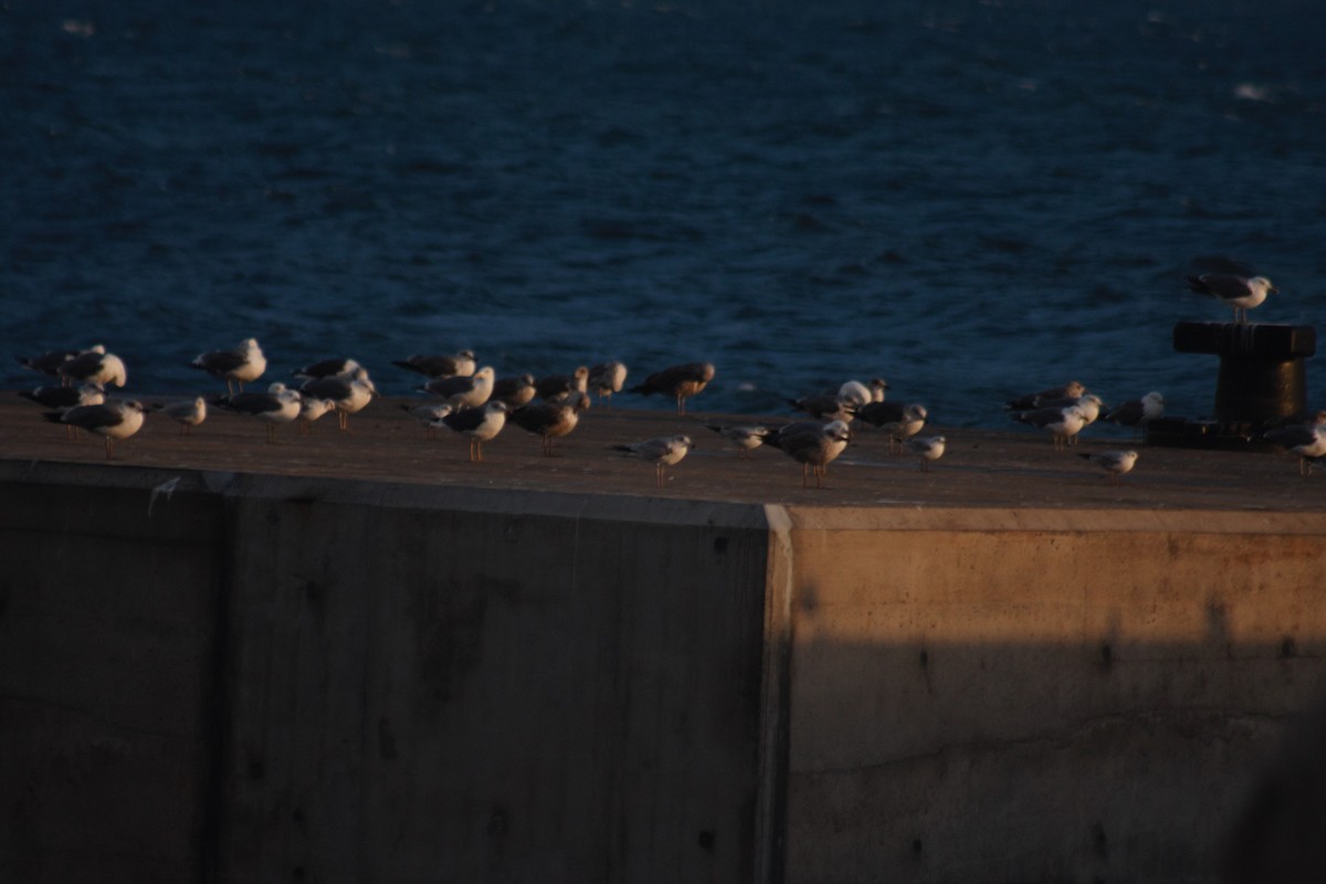 Ring-billed Gull - ML44191901