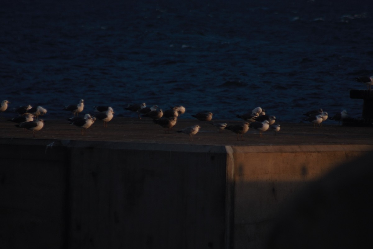 Ring-billed Gull - ML44191931